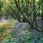 neglected coppice